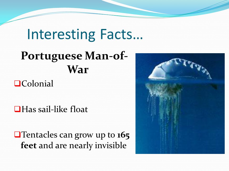 Portuguese Man-of-War