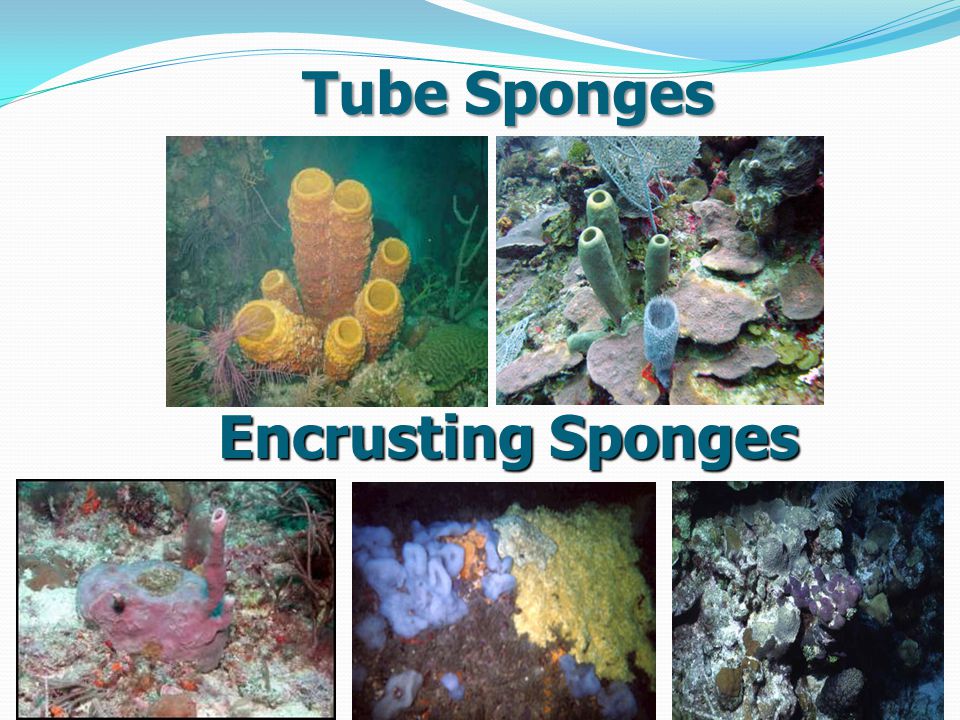 Tube Sponges Encrusting Sponges