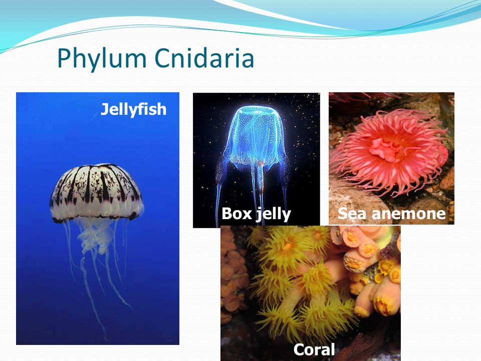 Phylum Cnidaria Jellyfish Box jelly Sea anemone Coral