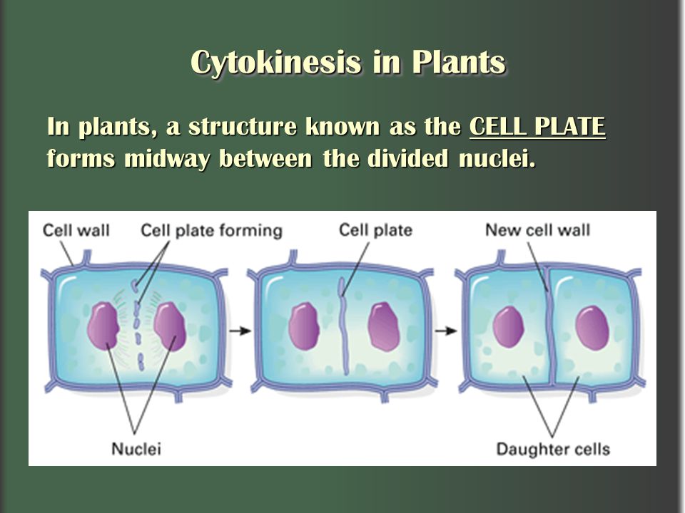 What Forms In An Animal Cell During Telophase - Telophase Definition Diagrams Expii : In animal cells, a cell membrane pinches inward between the two developing nuclei to produce two new cells.