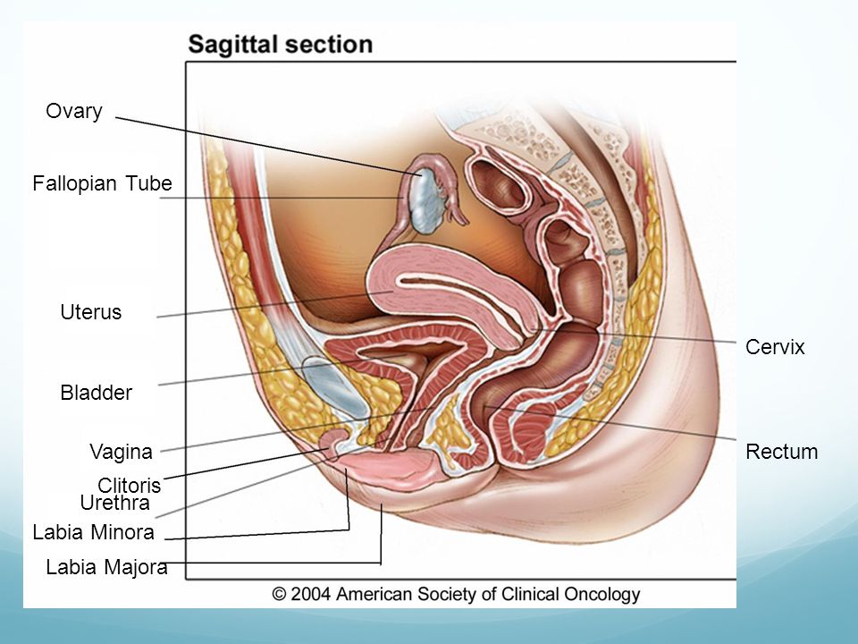 Ovary Fallopian Tube Uterus Cervix Bladder Vagina Rectum Clitoris Urethra Labia Minora Labia Majora