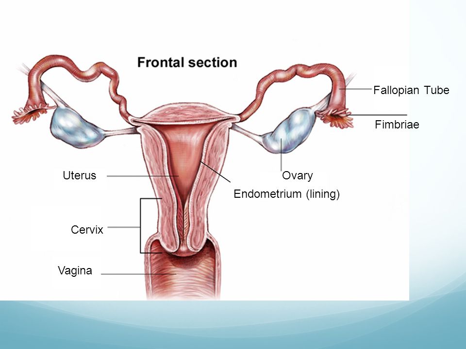 Fallopian Tube Fimbriae Uterus Ovary Endometrium (lining) Cervix Vagina