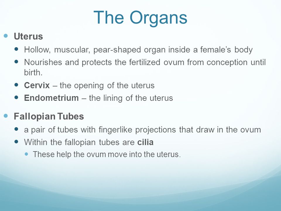 The Organs Uterus Fallopian Tubes