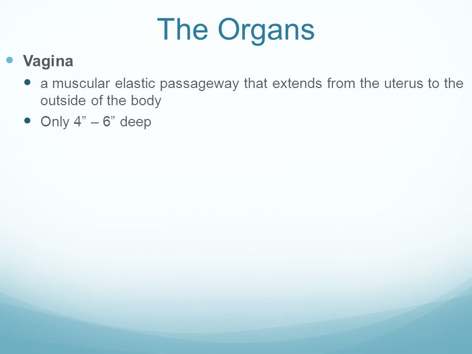 The Organs Vagina. a muscular elastic passageway that extends from the uterus to the outside of the body.