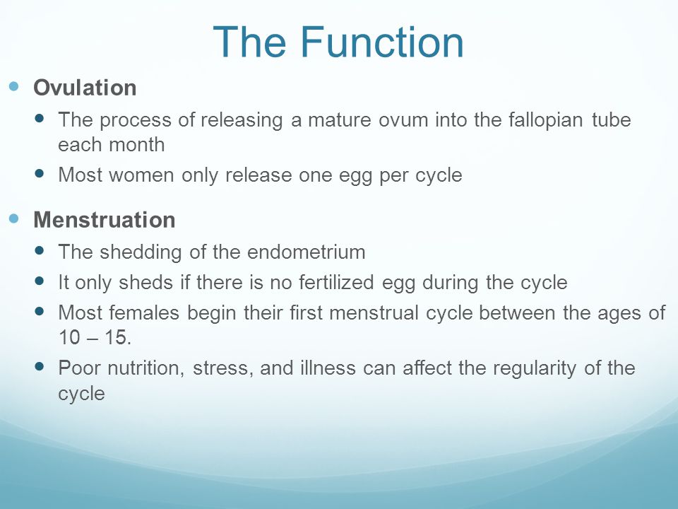 The Function Ovulation Menstruation