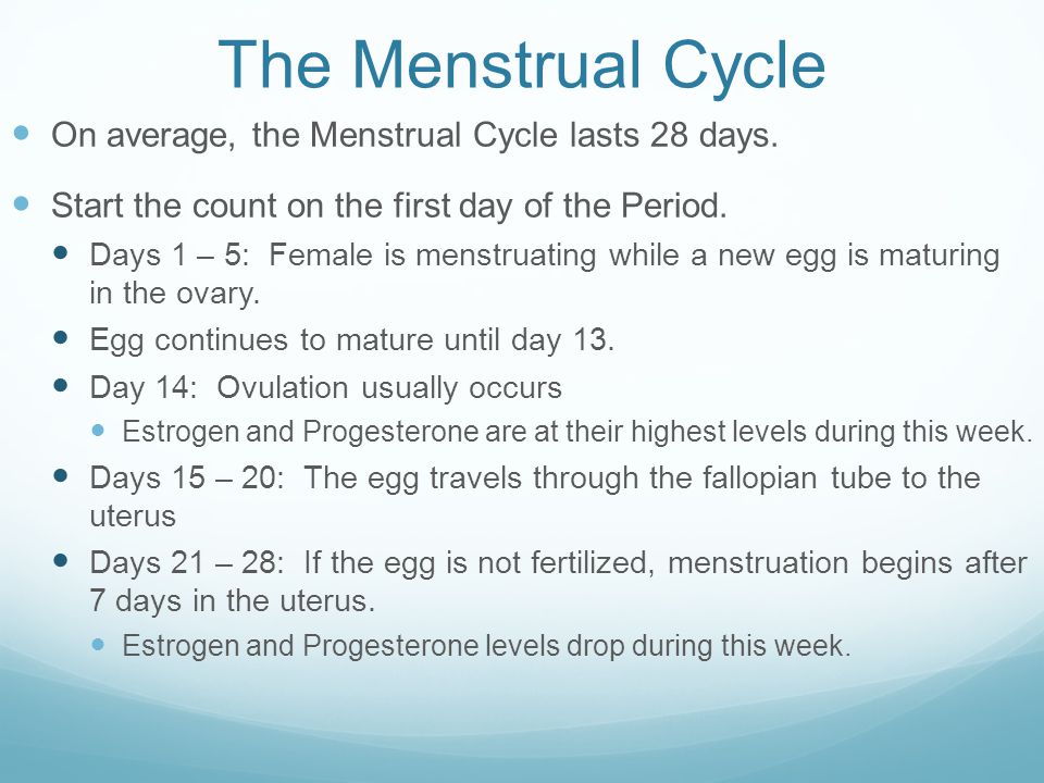 The Menstrual Cycle On average, the Menstrual Cycle lasts 28 days.
