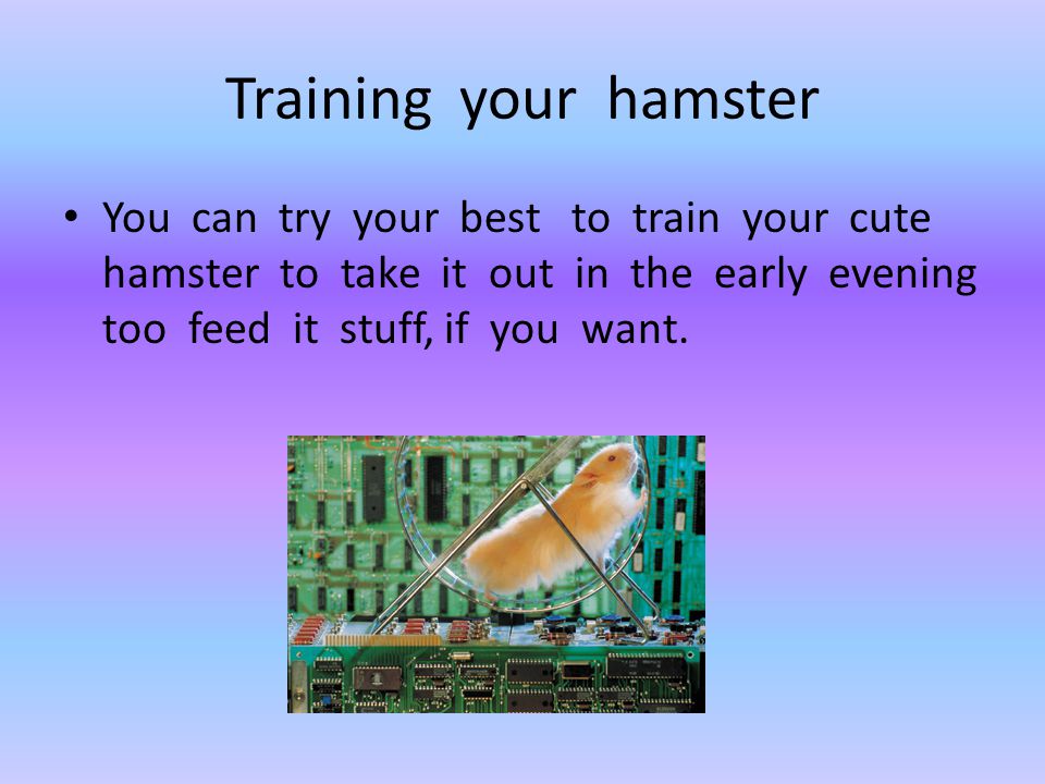 Hamster (Pet's Life) By Anita Ganeri