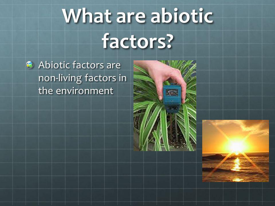 What are abiotic factors