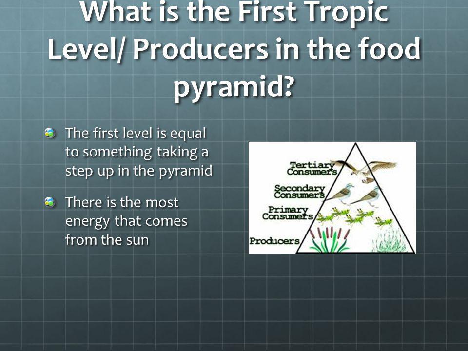 What is the First Tropic Level/ Producers in the food pyramid
