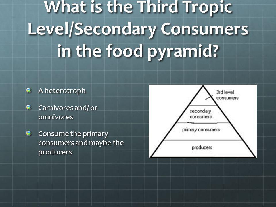 What is the Third Tropic Level/Secondary Consumers in the food pyramid