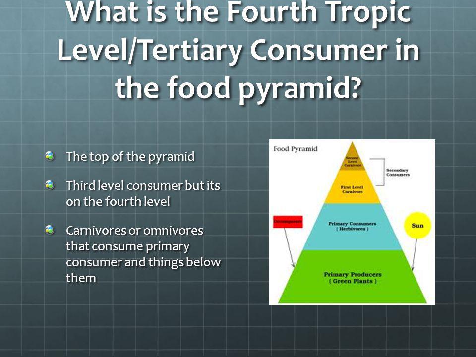 What is the Fourth Tropic Level/Tertiary Consumer in the food pyramid