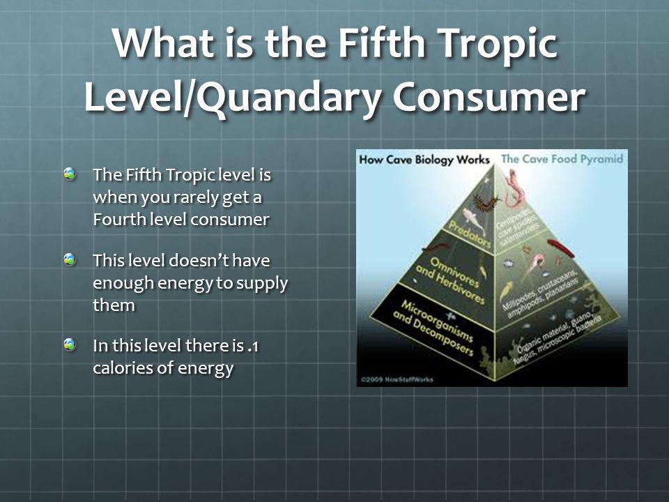 What is the Fifth Tropic Level/Quandary Consumer