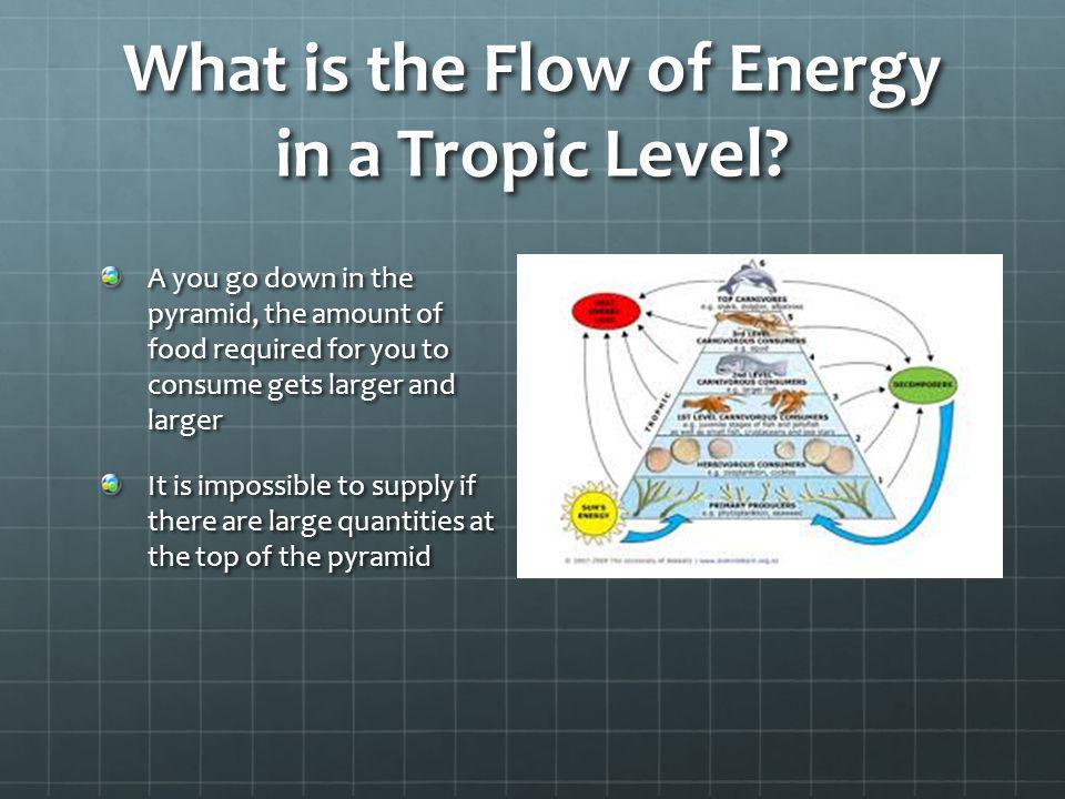 What is the Flow of Energy in a Tropic Level