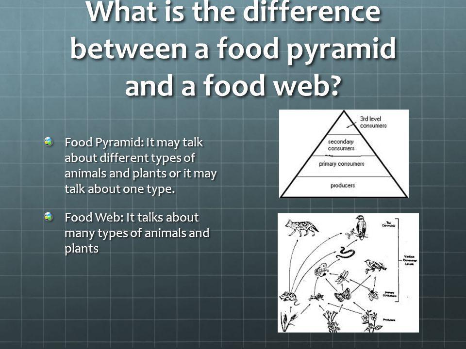 What is the difference between a food pyramid and a food web