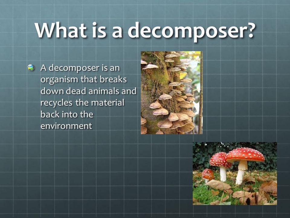 What is a decomposer.