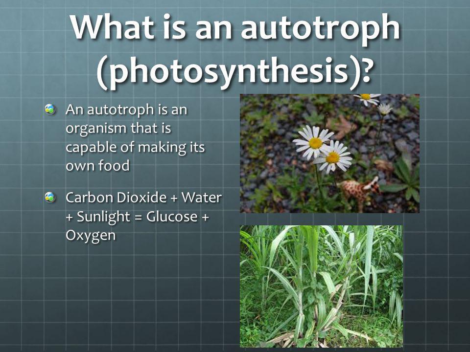 What is an autotroph (photosynthesis)