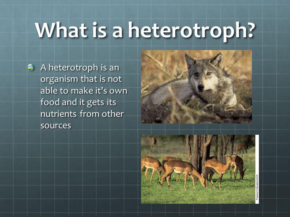 What is a heterotroph.