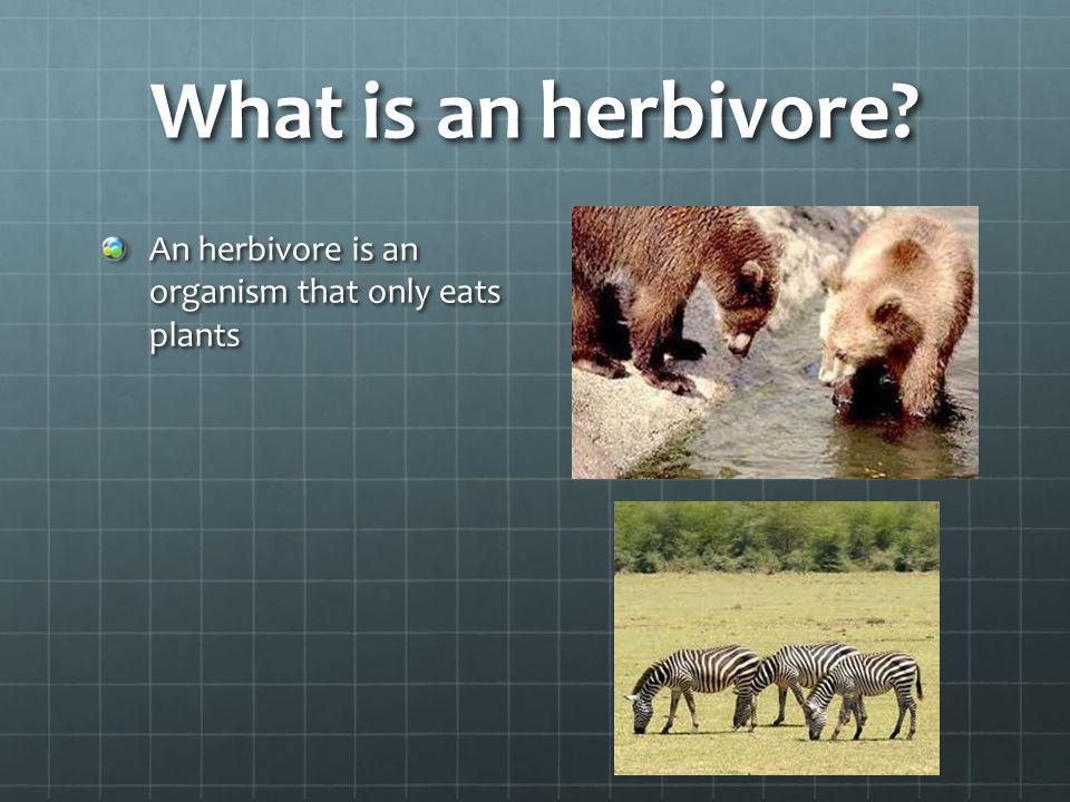 What is an herbivore An herbivore is an organism that only eats plants