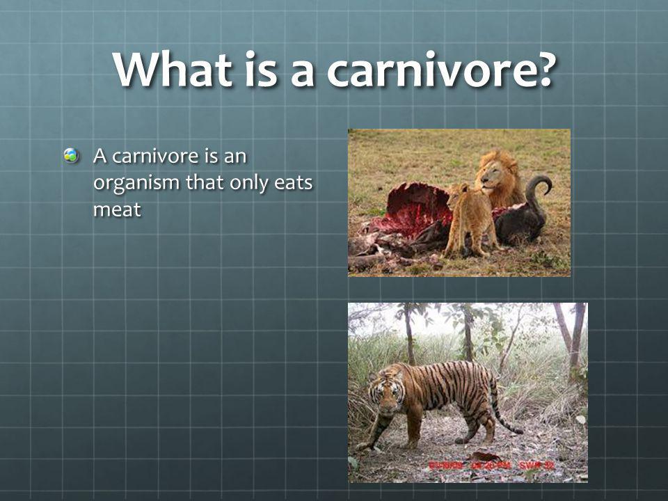 What is a carnivore A carnivore is an organism that only eats meat