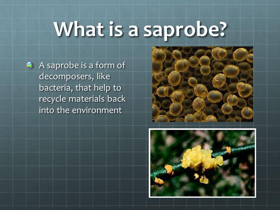 What is a saprobe.