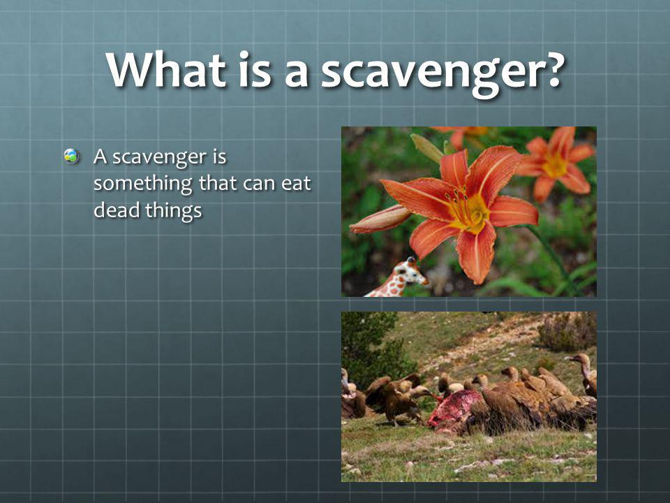 What is a scavenger A scavenger is something that can eat dead things