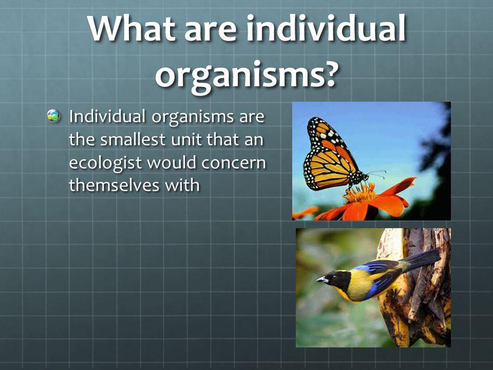 What are individual organisms
