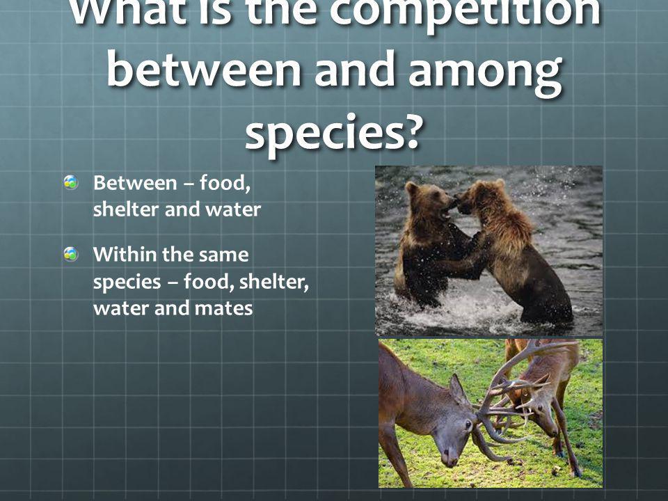What is the competition between and among species