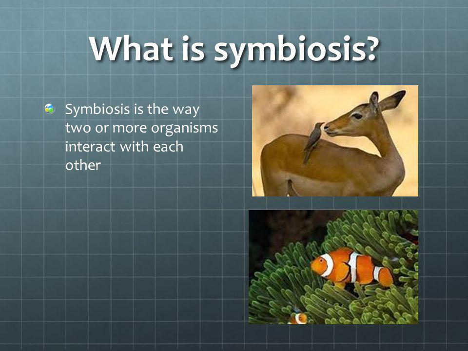 What is symbiosis Symbiosis is the way two or more organisms interact with each other
