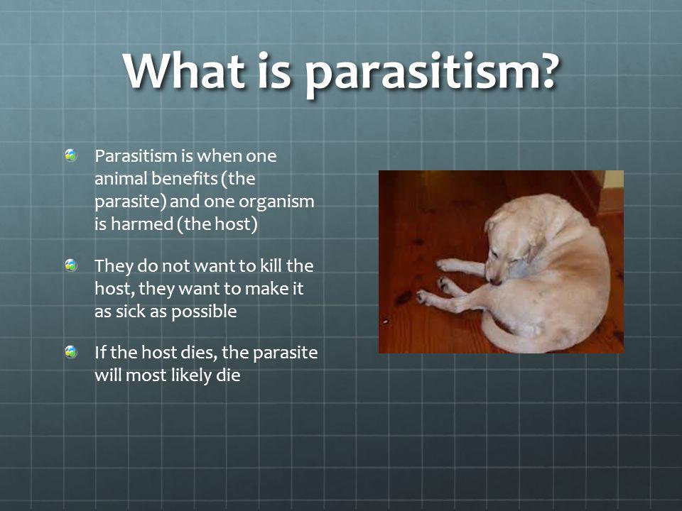 What is parasitism Parasitism is when one animal benefits (the parasite) and one organism is harmed (the host)