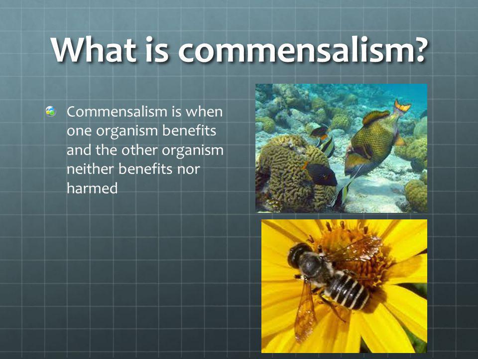 What is commensalism.