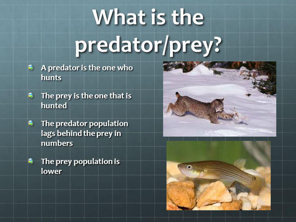 What is the predator/prey