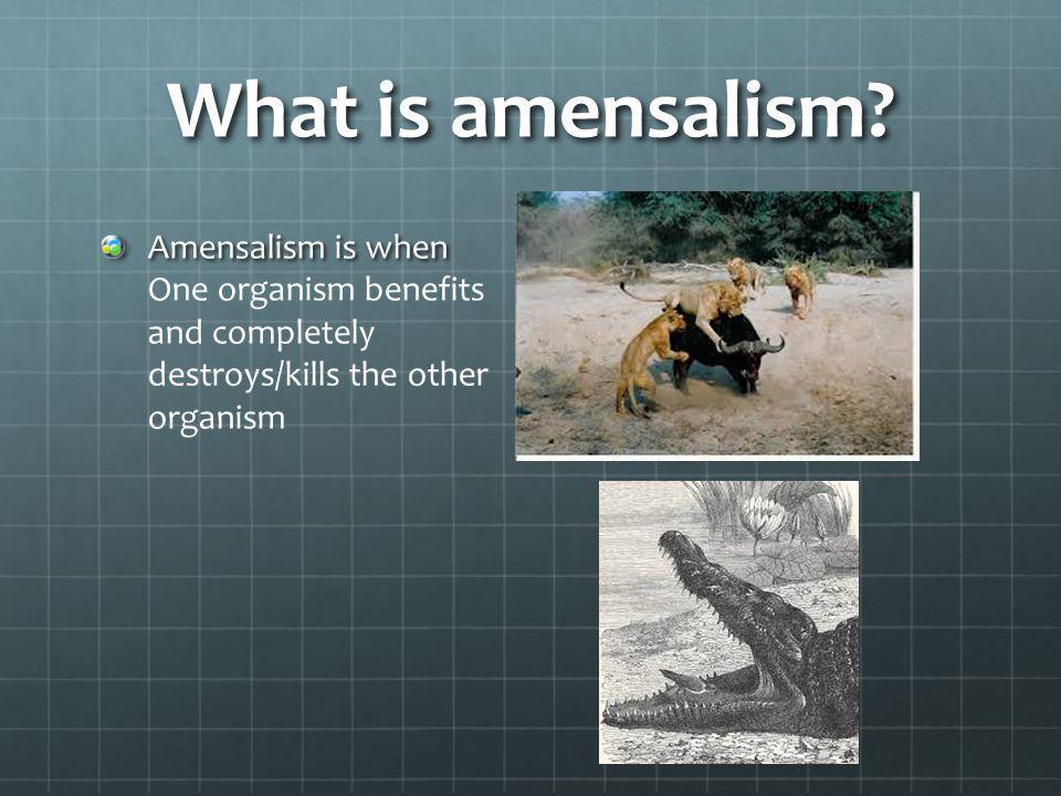 What is amensalism.
