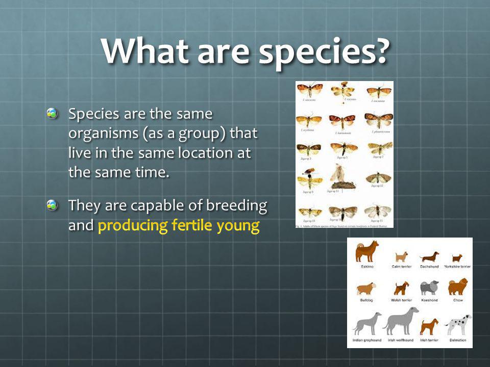 What are species Species are the same organisms (as a group) that live in the same location at the same time.