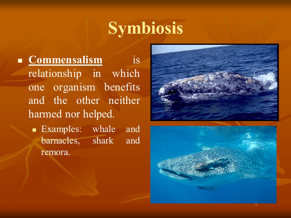 Symbiosis Commensalism is relationship in which one organism benefits and the other neither harmed nor helped.