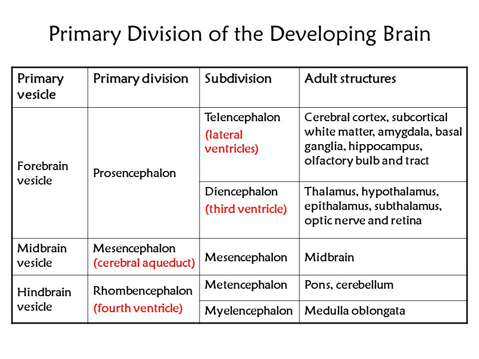 Primary Division of the Developing Brain