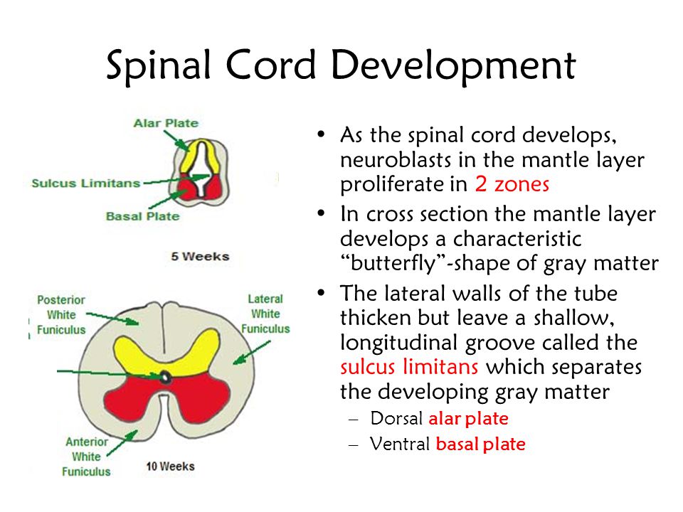 Спинной и головной мозг тест 8 класс. Development of Spinal Cord. Эволюция спинного мозга. Спинной мозг ребенка. Development of the nervous System.