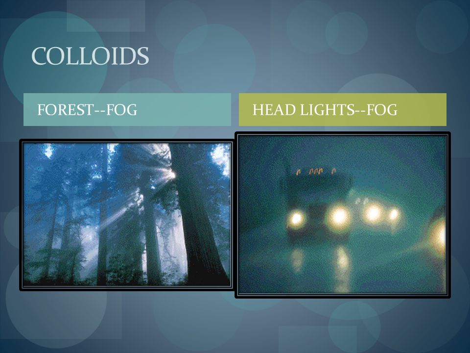 COLLOIDS FOREST--FOG HEAD LIGHTS--FOG