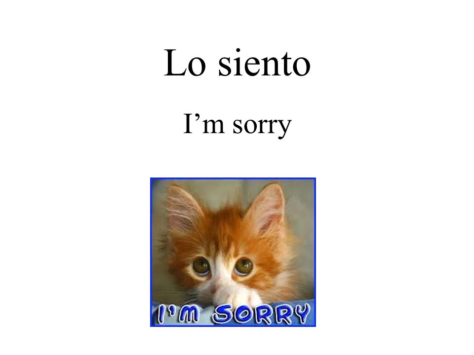 Lo siento I’m sorry