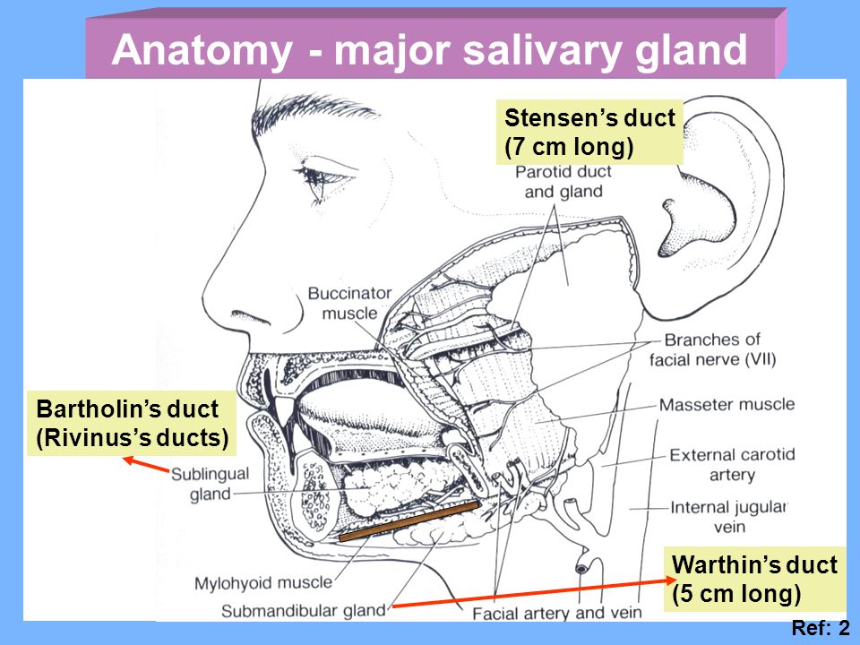 Salivary gland-embryology - ppt video online download