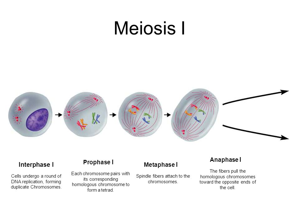 AIM: What events take place at each phase of meiosis? - ppt 
