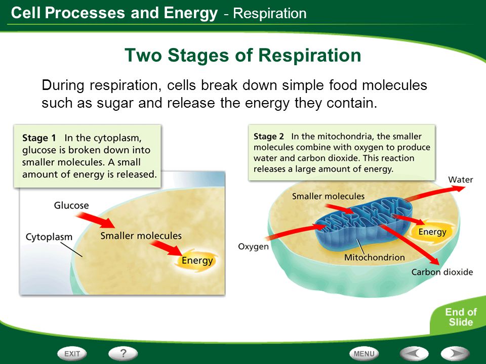 two phases of respiration