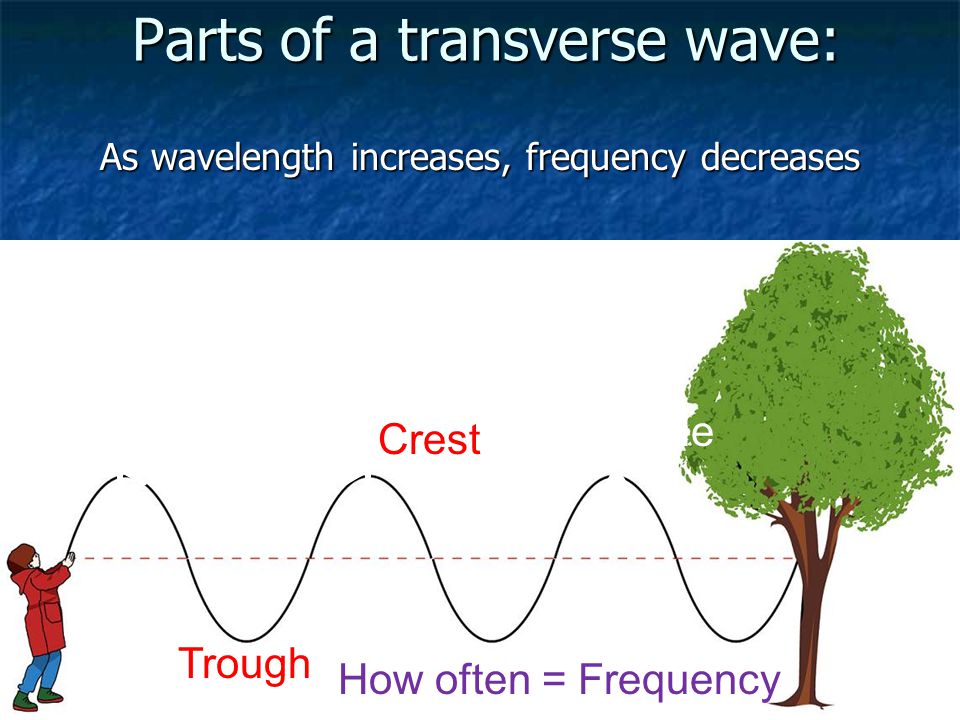 Parts of a transverse wave: