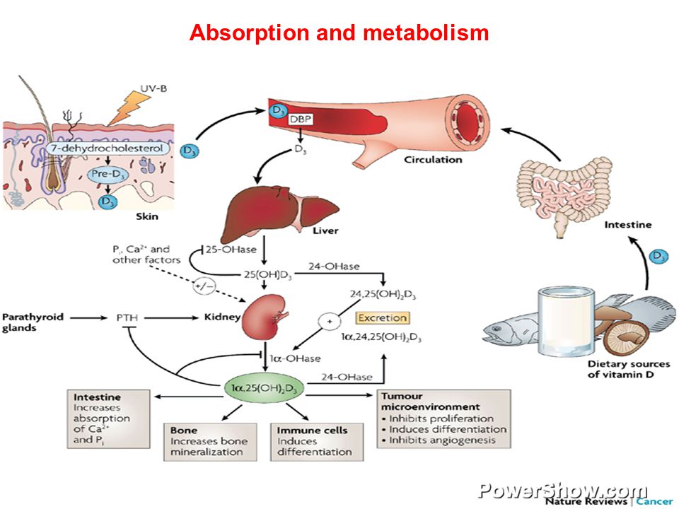 Vitamin D Calcium And Rickets Ppt Video Online Download