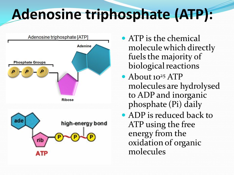 What Is Adenosine Triphosphate Definition Function 40 Off 1818