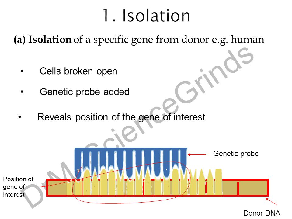 1. Isolation (a) Isolation of a specific gene from donor e.g. human