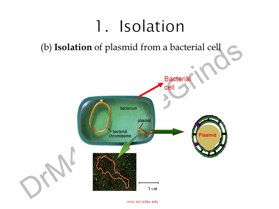 1. Isolation (b) Isolation of plasmid from a bacterial cell