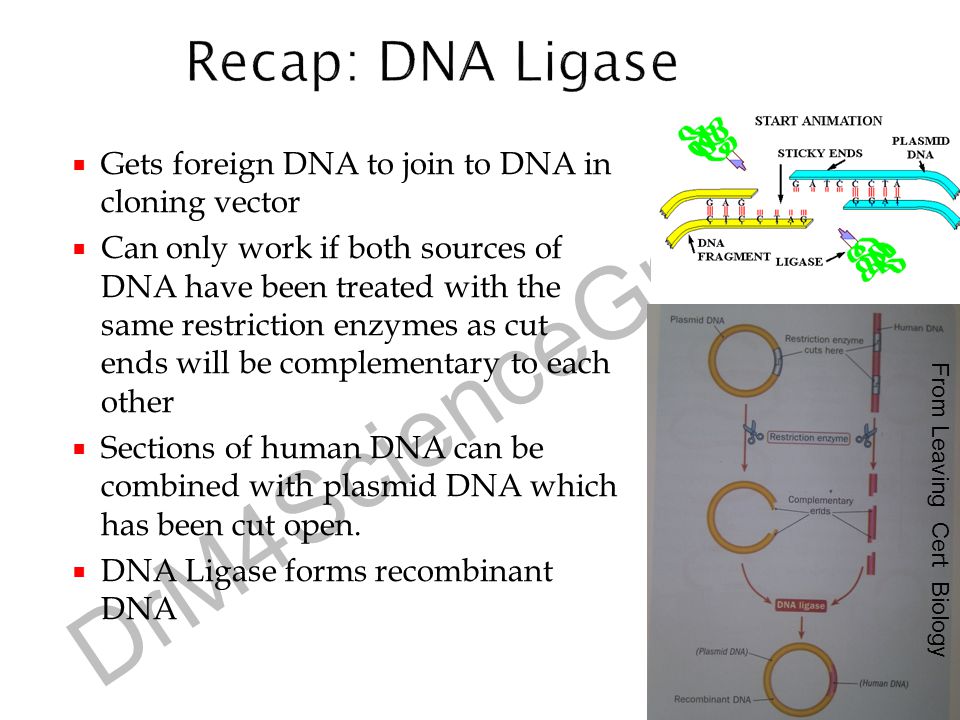 Recap: DNA Ligase Gets foreign DNA to join to DNA in cloning vector