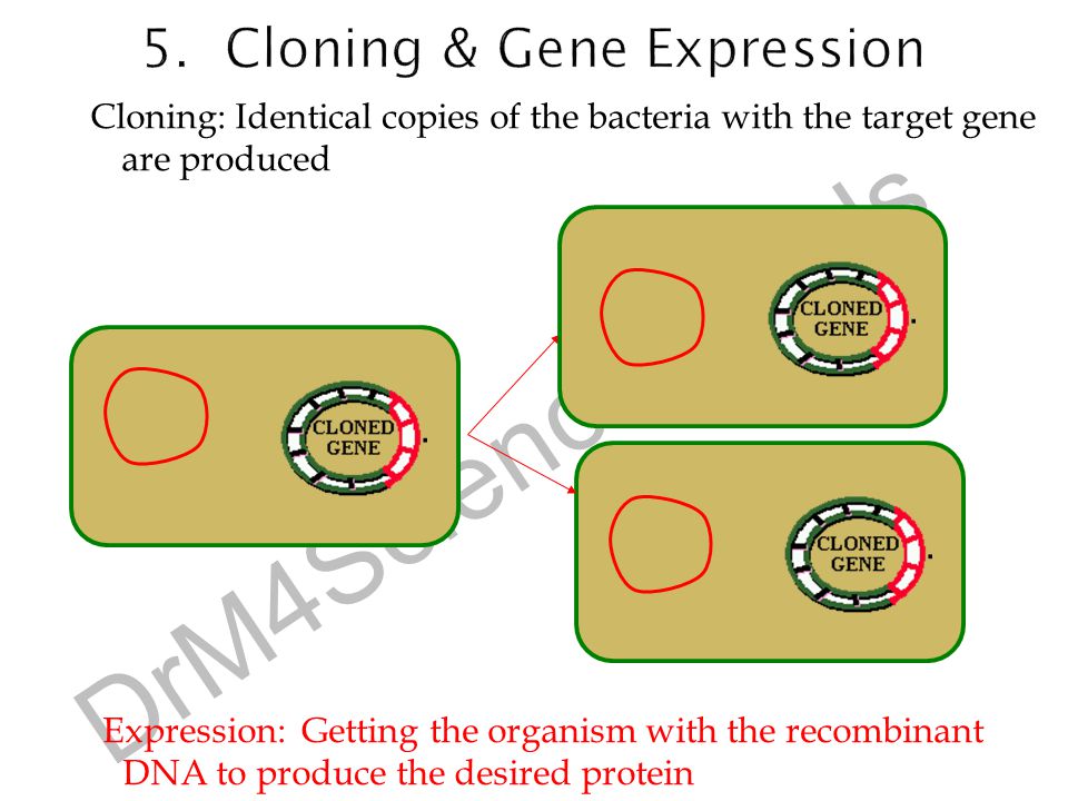 5. Cloning & Gene Expression