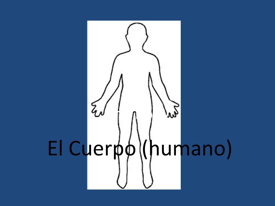 The Body El Cuerpo (humano)