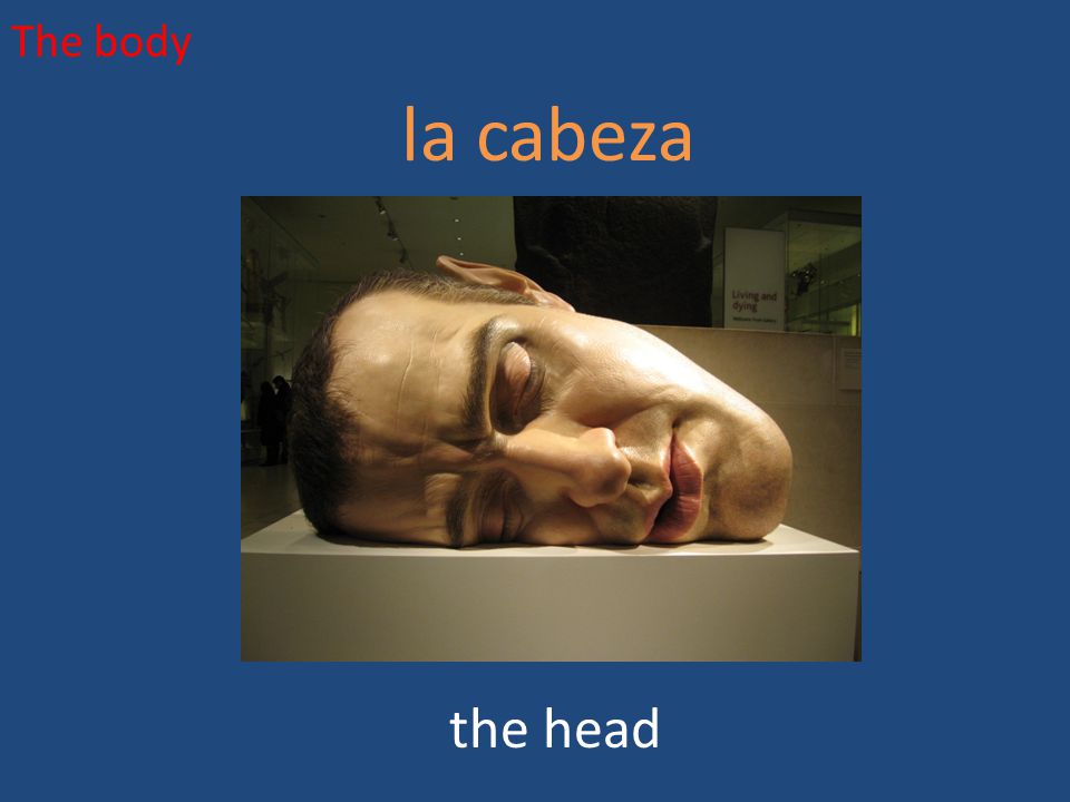 The body la cabeza the head